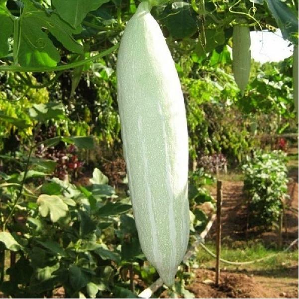 Hạt giống khổ qua tây RADO 999
