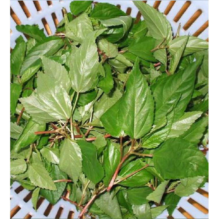 Hạt giống rau đay đỏ cao sản - 20gr/gói