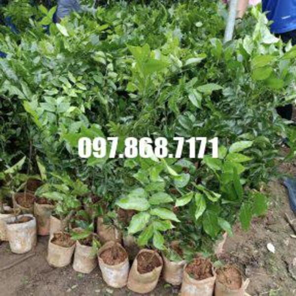 Quất hồng bì tím