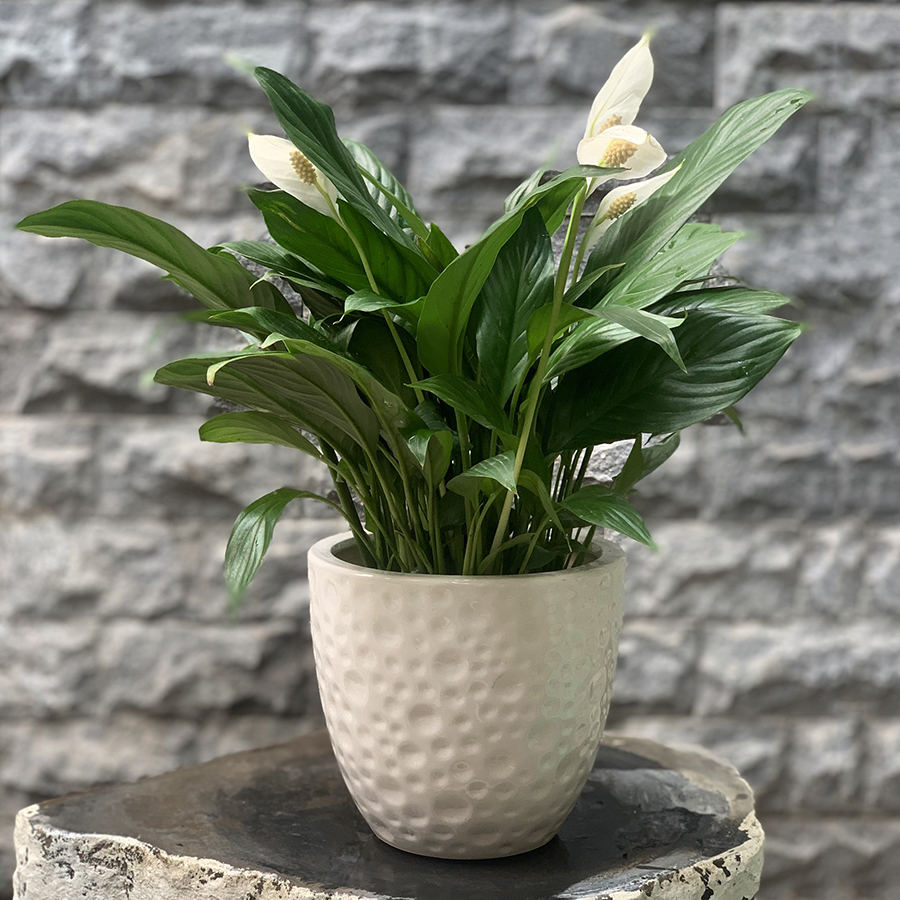 Cây Lan Ý Chậu Sứ Tròn