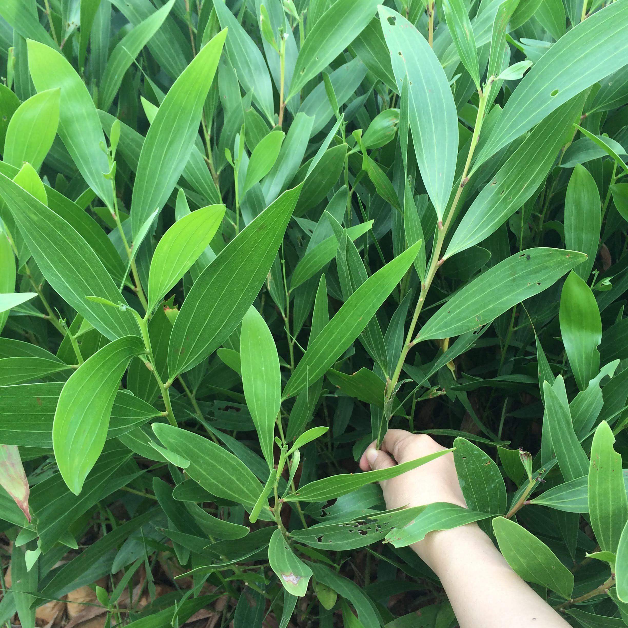 500 gram hạt giống Keo Lai trồng rừng
