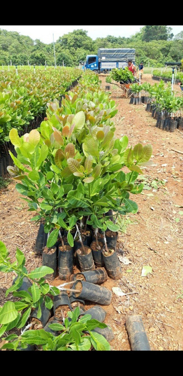 Cây giống Điều ghép PN1  CAO SẢN.