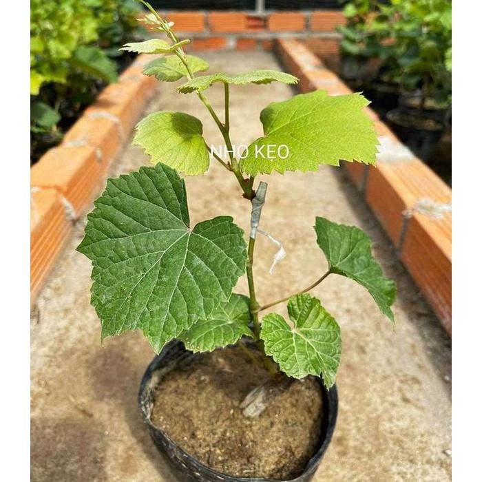 Cây nho giống các loại dễ trồng nhất tại khí hậu Việt Nam. Nho Xanh, Nho Đỏ, Nho Ngón Tay Đỏ, Nho Hạ Đen, Nho Mẫu Đơn