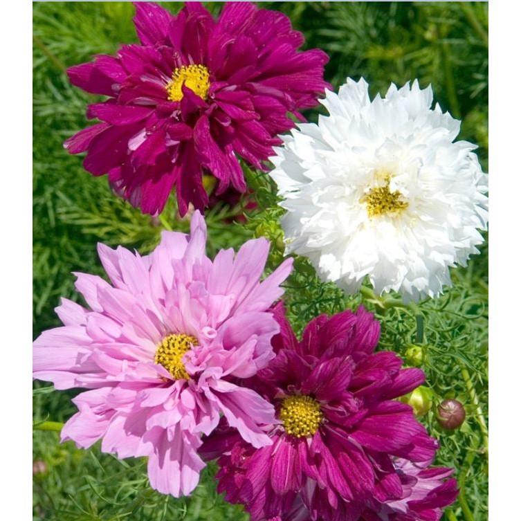 Hạt giống hoa cúc sao nháy hoa cánh kép nhiều màu - 1 gói 100 hạt