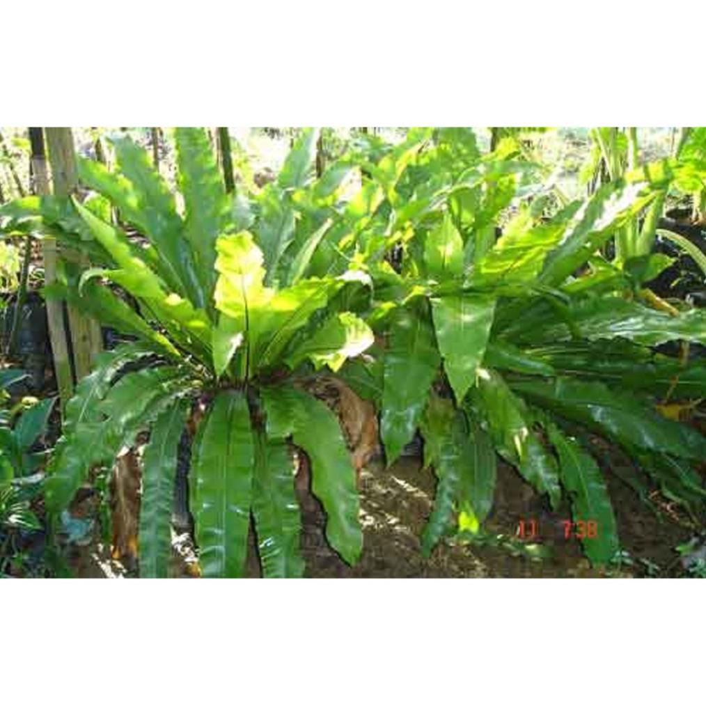 Sản phẩm CÂY TỔ QUẠ giá thể ghép lan - CÂY PHONG THỦY