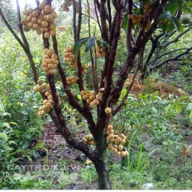 Sản phẩm CÂY GIỐNG BÒN BON