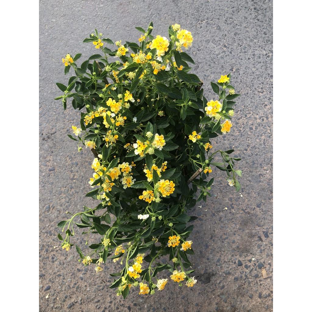 Chậu hoa Ngũ Sắc vàng chậu to