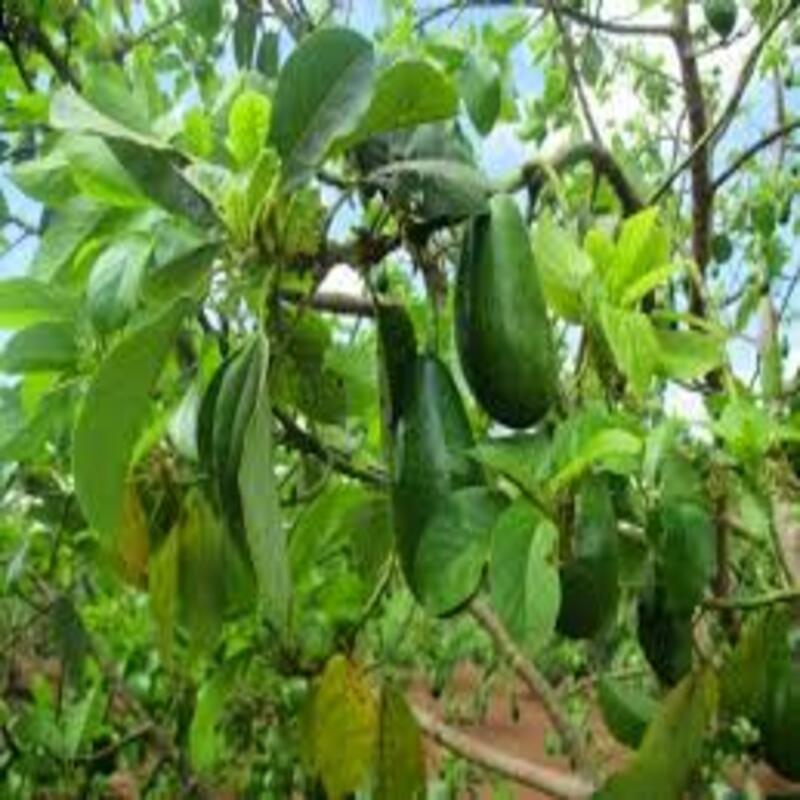 CÂY GIỐNG BƠ 034 SIÊU NGON