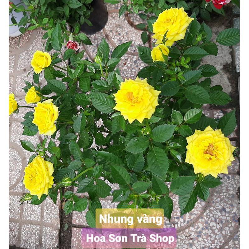 HOA HỒNG TỶ MUỘI HÀ LAN, thơm, siêu hoa, nhiều màu