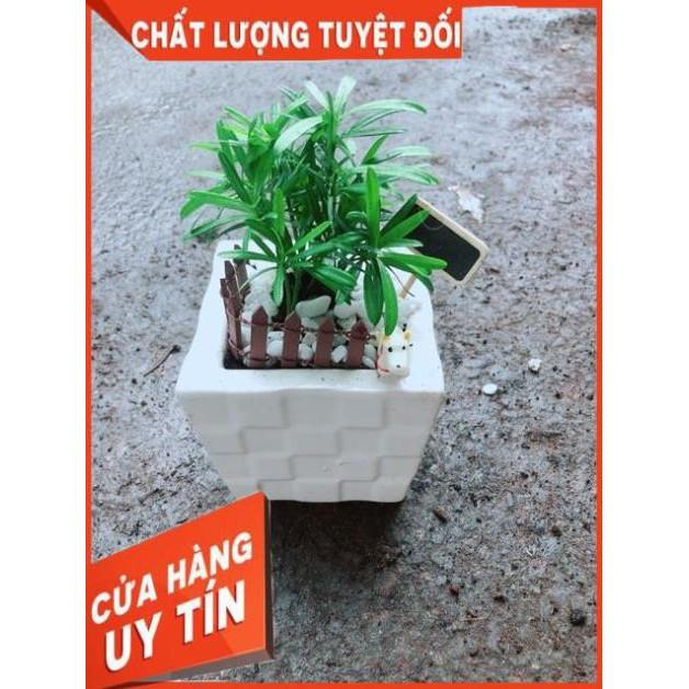 Chậu Tùng Vạn Niên