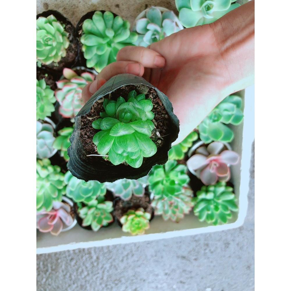 Combo 10 Cây Sen Đá