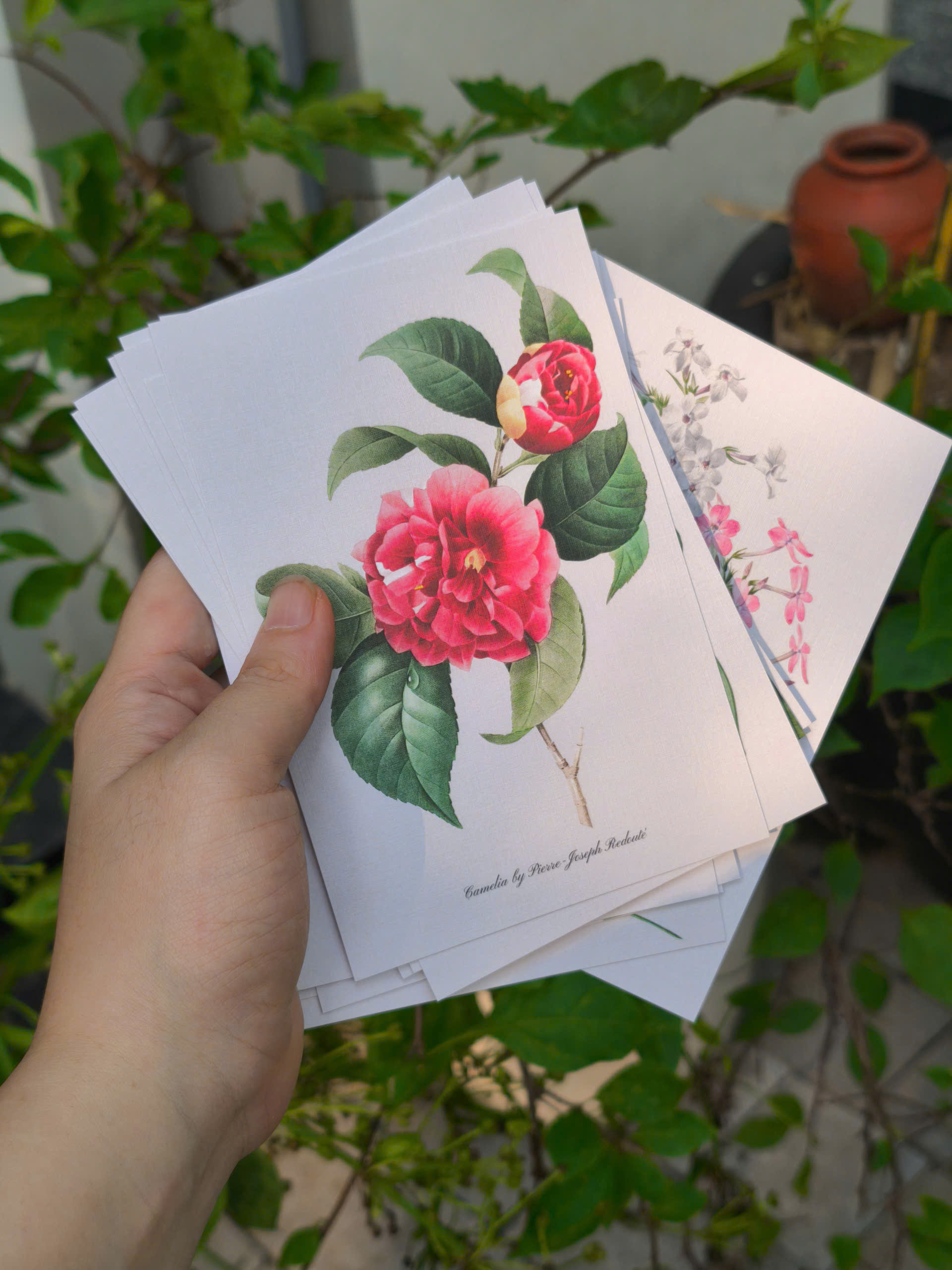 BỘ 100 POSTCARD PETALA & FOLIA - Minh Họa Thực Vật Nghệ Thuật - Giấy Mỹ Thuật 300g Cao Cấp - Nho Xanh