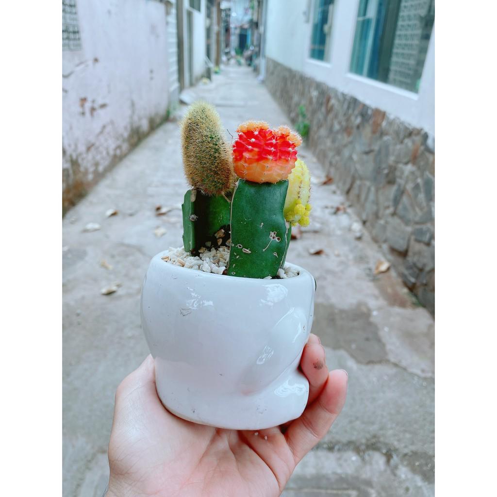 Chậu xương rồng tiểu cảnh