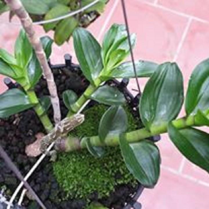 Hoa lan - mít văn sơn+ 700g phân thỏ hữu cơ