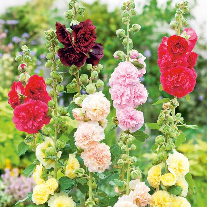 Hoa mãn đình hồng kép hỗn hợp - Alcea rose double mixed gói 25hạt