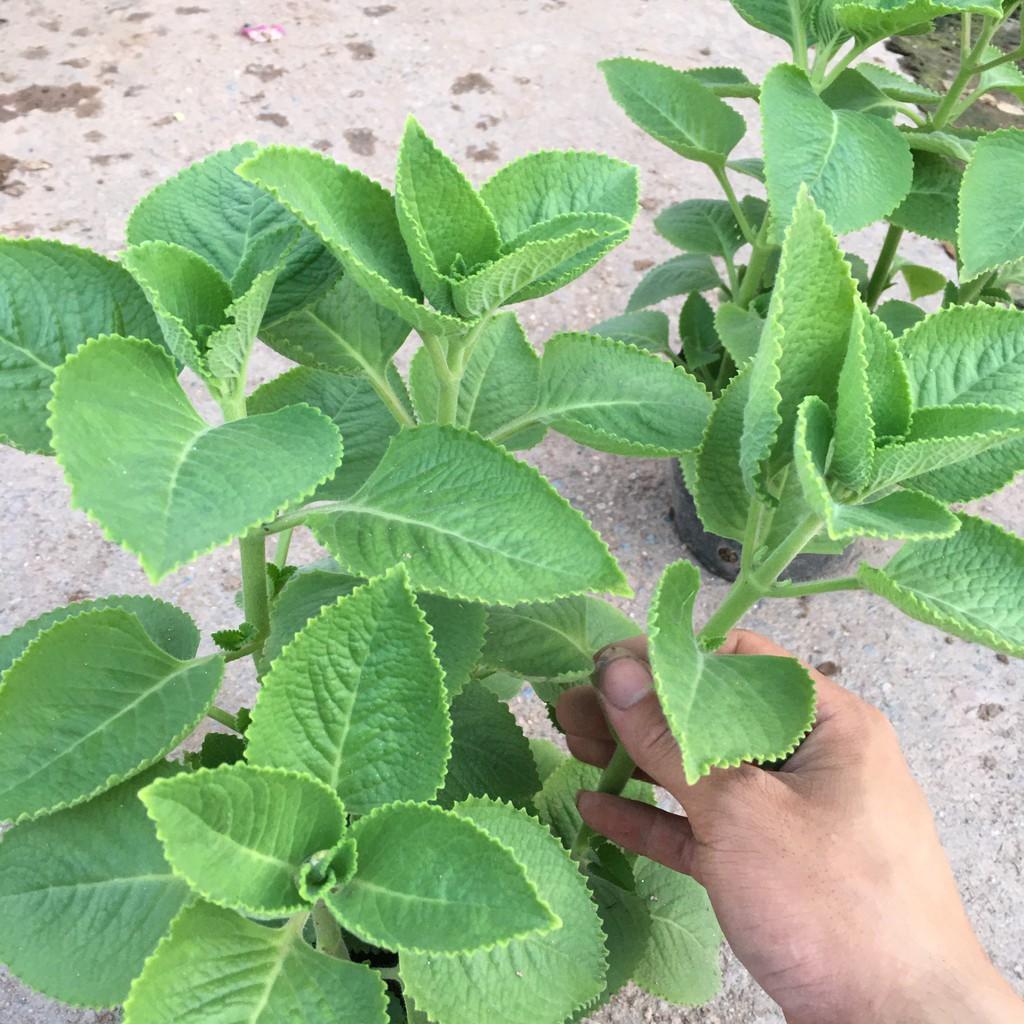 Cây Húng Chanh,Cây Gia Vị,Hương Thơm Dịu Nhẹ Tán Xum