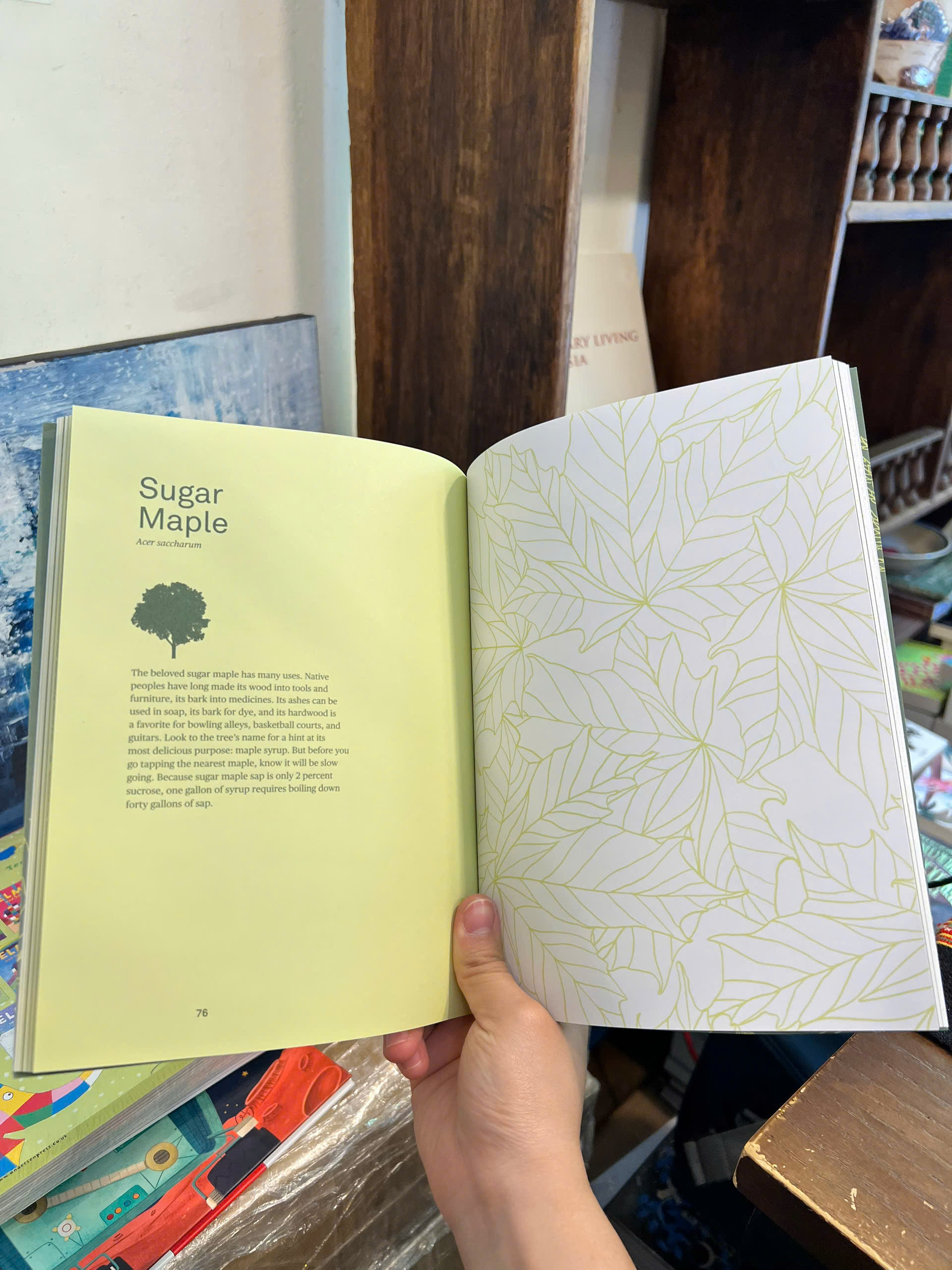 Sách - Drawing Trees: Trace 30 Different Trees &amp; Their Leaves, Branches, &amp; Seeds | Art / Ngoại văn
