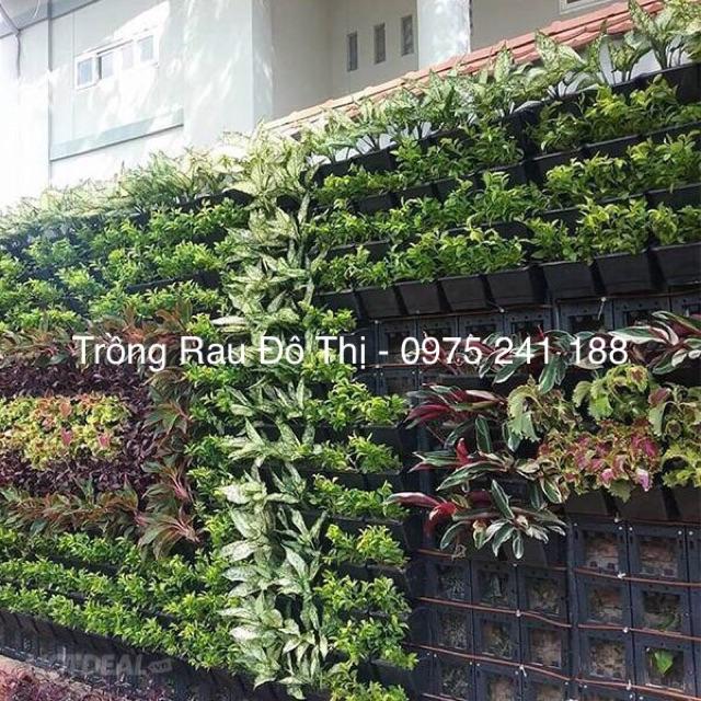 Combo 10 bộ chậu tường đứng trồng cây