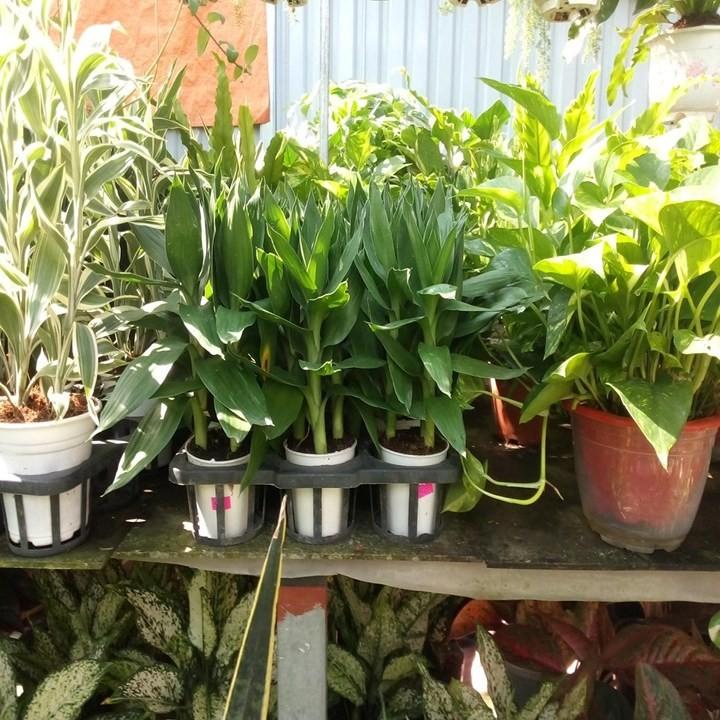 Cây phát tài cây đẹp giống chuẩn