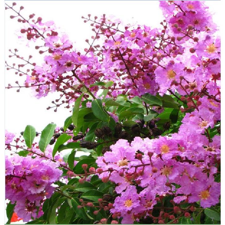 Hạt Giống Hoa Bằng Lăng Tím CT200 - Gói 30 Hạt