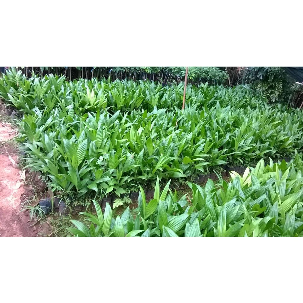 Cây cau cao giống.