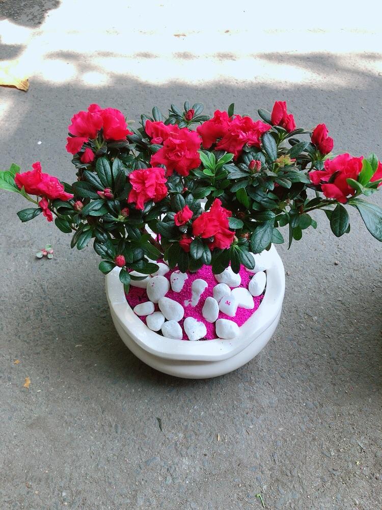 Chậu Hoa Đỗ Quyên Màu Hồng