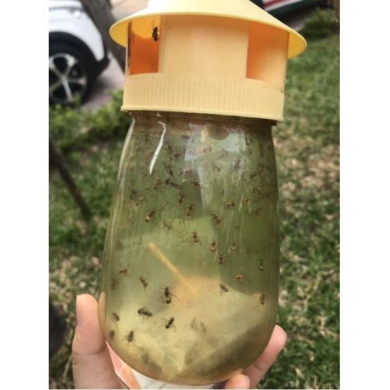 LỒNG BẪY RUỒI VÀNG và CHẤT DẪN DỤ Bẫy ruồi vàng thế hệ mới
