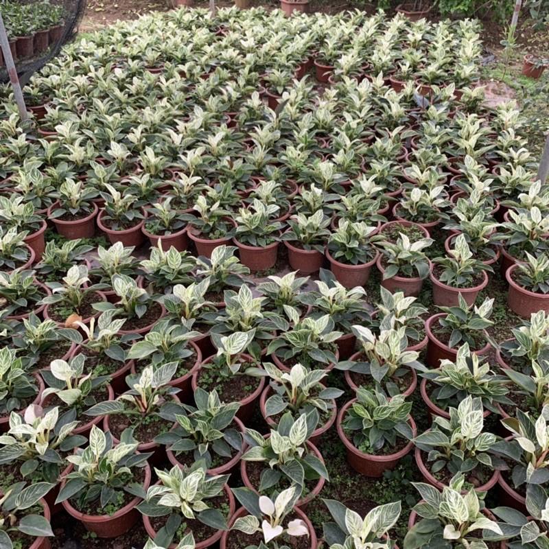 Cây trầu bà kim cương 2-3 gốc nhánh, màu sắc độc đáo, ấn tượng, cây cảnh phong thuỷ để bàn, trang trí nội thất, sân vườn