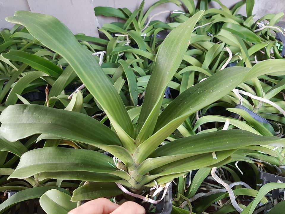 Hoa lan Đai Châu Nghinh Xuân Ngọc Điểm ĐỦ MÀU ĐANG NỤ HOA TẾT CHẬU TO ĐẸP cây đẹp sản phẩm mới