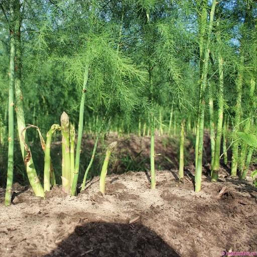 Măng Tây Xanh Mỹ F1 khoảng 40 hạt