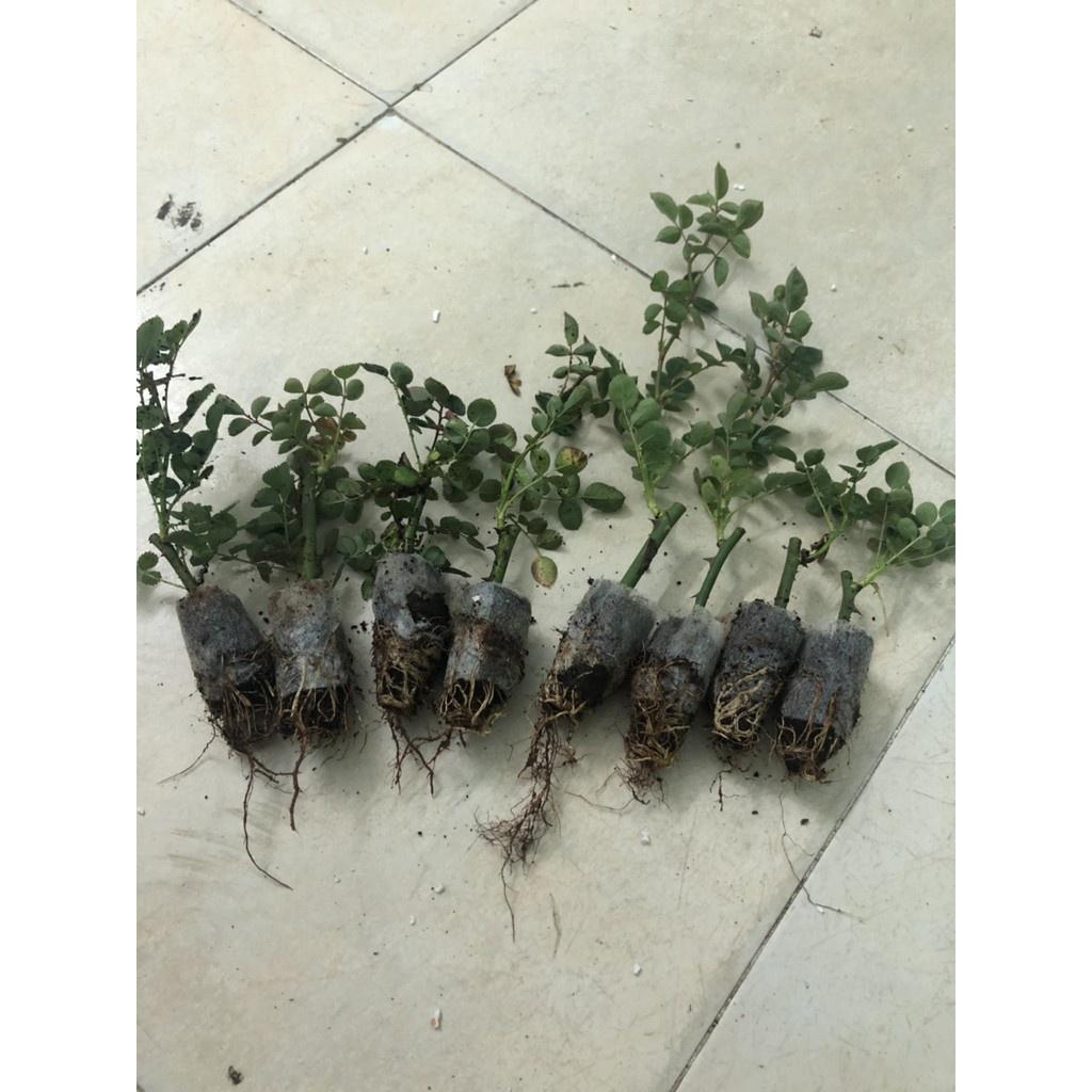 Combo 10 cây hoa hồng tỉ muội siêu bông - Giâm cành, rễ bầu, thân dài 15cm, cây khỏe