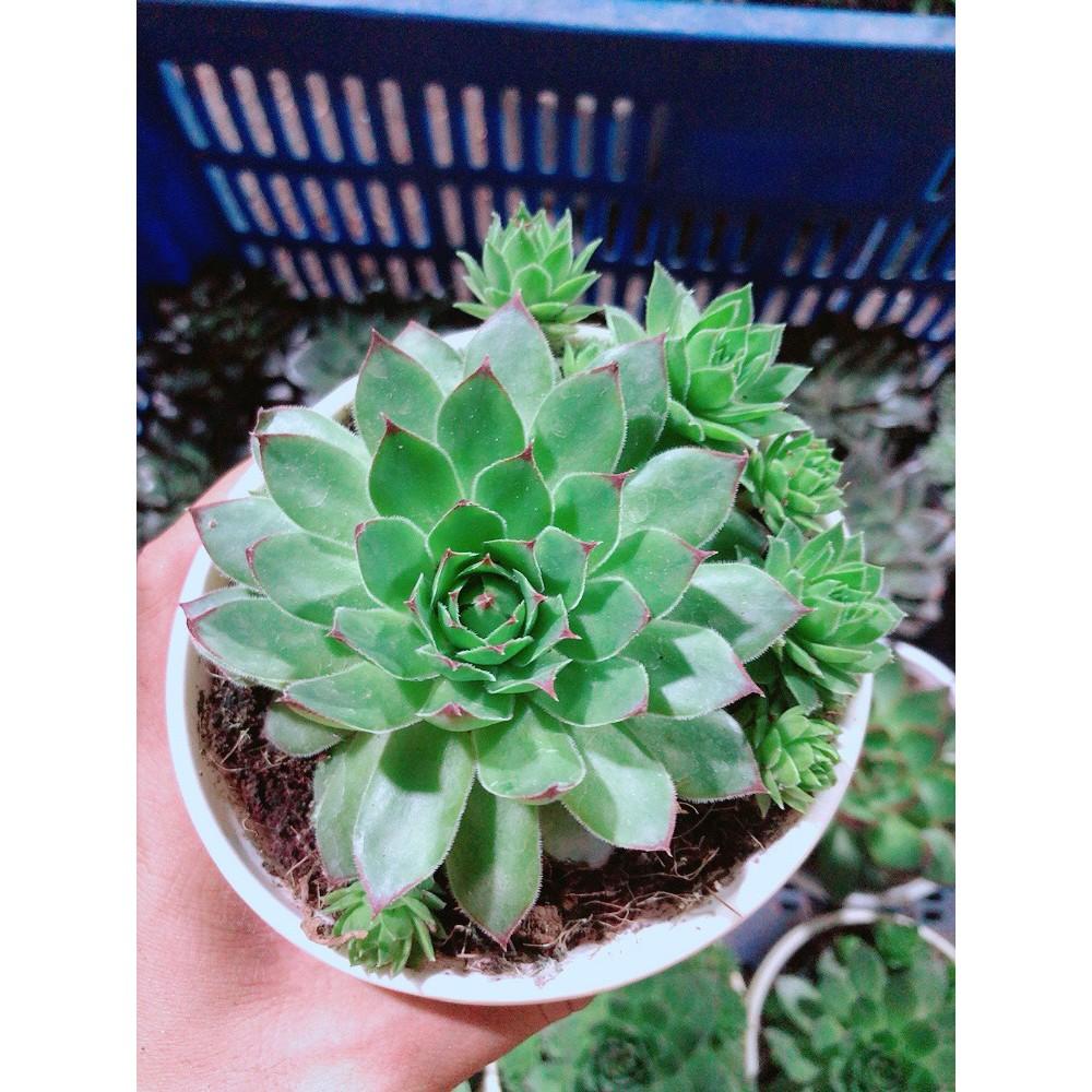 Sen Đá Phật Bà Kèm Chậu Sứ