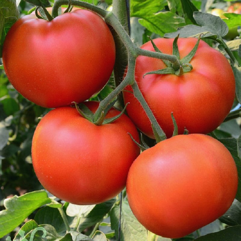 Hạt giống Cà chua đỏ quả to F1 - Nảy mầm cao Titapha