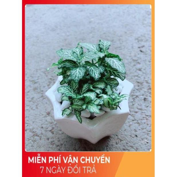 Chậu Cẩm Nhung Xanh