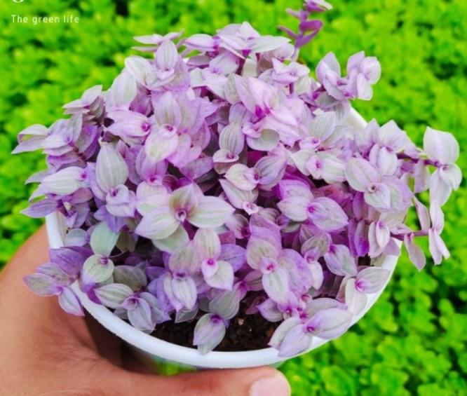 SEN ĐÁ PINK LADY - ĐÀ LẠT - LỖI 1 ĐỔI 1