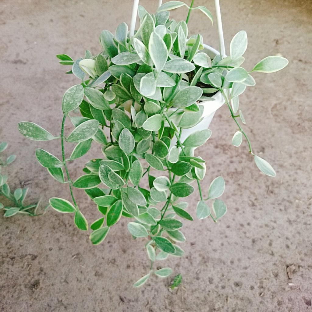 Cây lan đô la cẩm thạch - cây lan hạt dưa - chậu cây cảnh treo tường và ban công