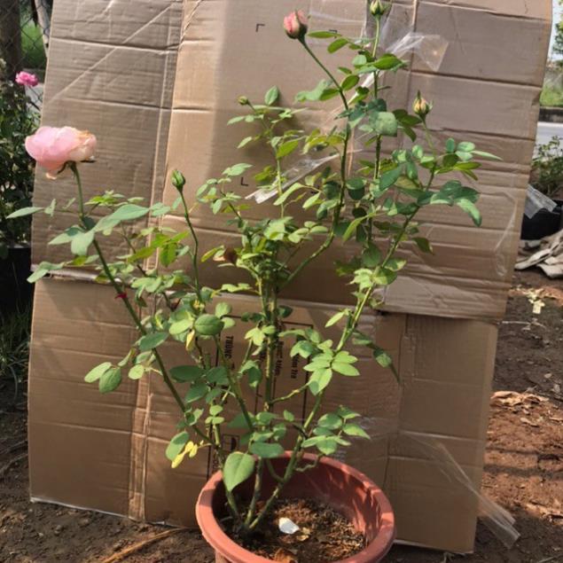Chậu cây hoa hồng ngoại CAREY - Minakun Shop