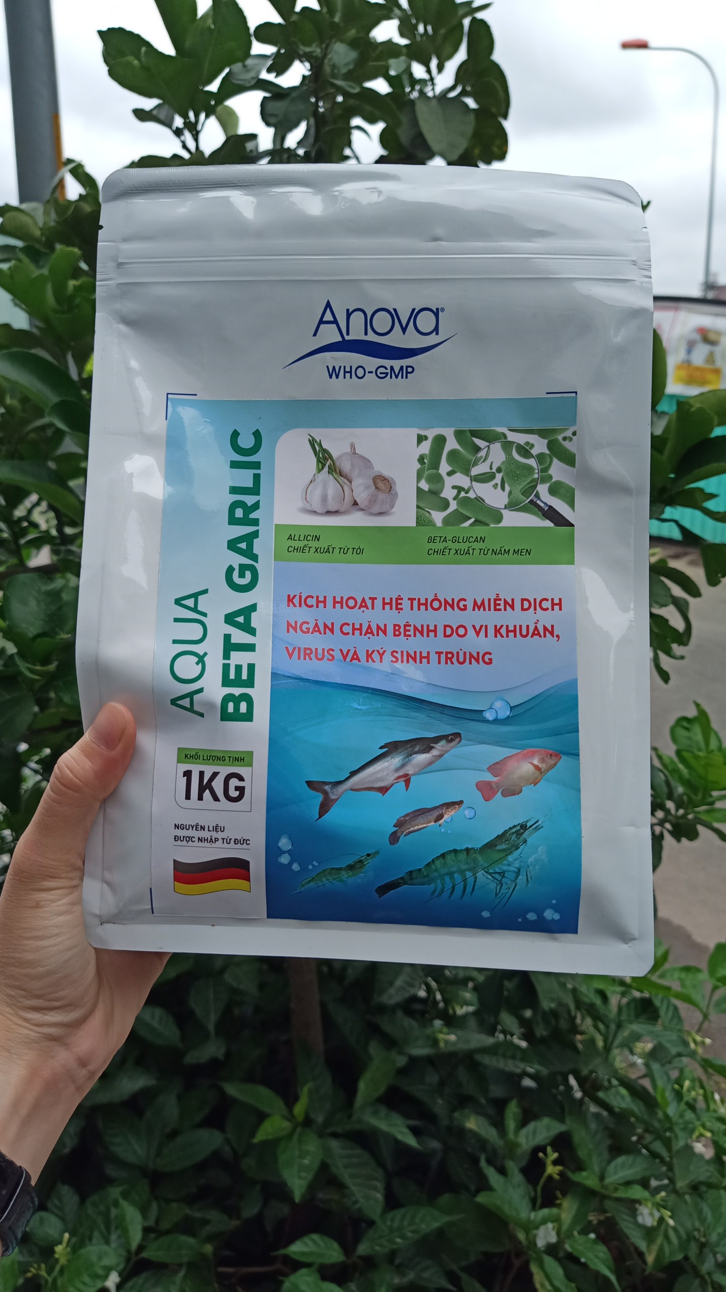 Aqua Beta Garlic tăng cường miễn dịch, phòng ngừa các bệnh đốm trắng, EMS, phân trắng, gan tụy trên tôm; viêm ruột, xuất huyết, sưng chướng bụng, gan thận mủ, lở loét, thối đuôi trên cá, tôm