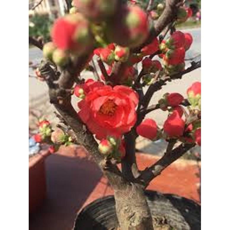 Mai Đỏ bonsai TỨ QUÝ CHẬU HOA QUANH NĂM SIÊU ĐẸP