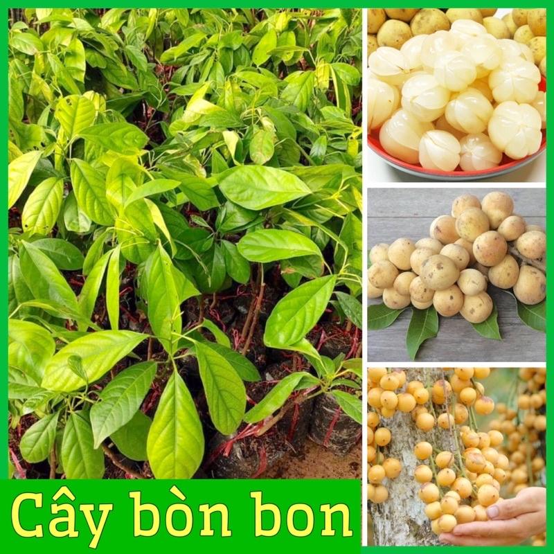 Cây bòn bon ghép cành cao 40-70 cm 1 năm ra quả