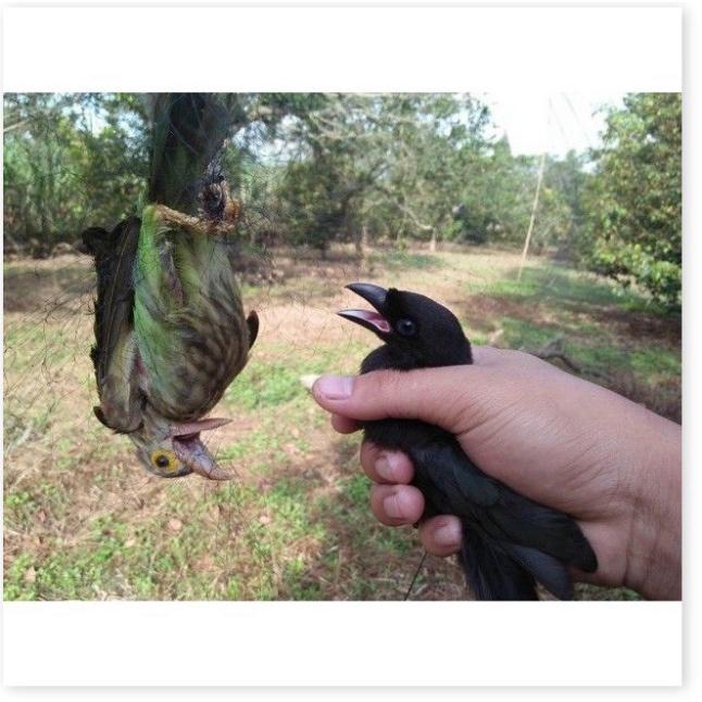 Lưỡi Bẫy Chim | lưới bẫy chim tàng hình | lưới bây chim khuyên sâu sẻ gi sáo cu gáy chích chòe chào mào vẹt....