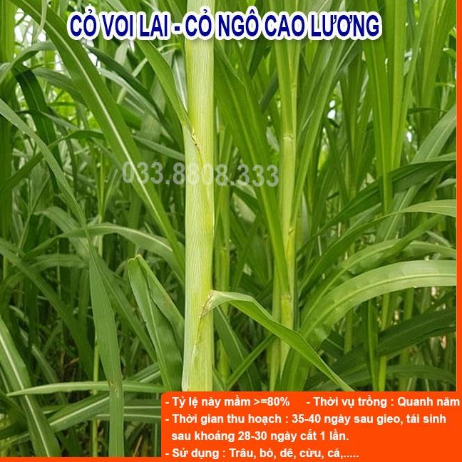 Combo 5 Loại Hạt Giống Cỏ Chăn Nuôi - Hạt Cỏ Voi, Mombasa Ghine, Yến Mạch, Paspalum, Alfalfa Linh Lăng
