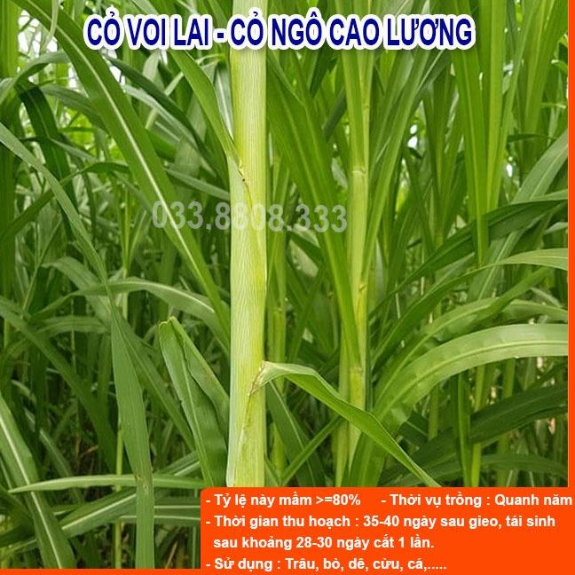 Combo 5 Loại Hạt Giống Cỏ Chăn Nuôi - Hạt Cỏ Voi, Mombasa Ghine, Yến Mạch, Paspalum, Alfalfa Linh Lăng (mỗi loại 50g)