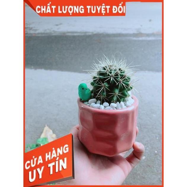 Chậu Xương Rồng Kim Hổ