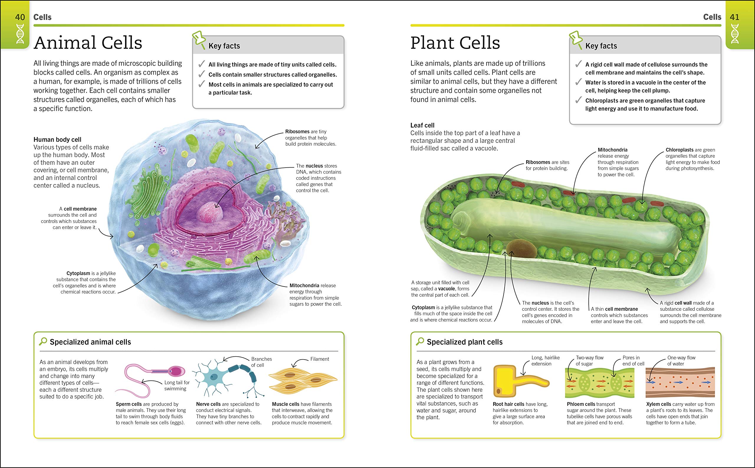 Biology: The Ultimate Bitesize Study Guide (Supersimple)