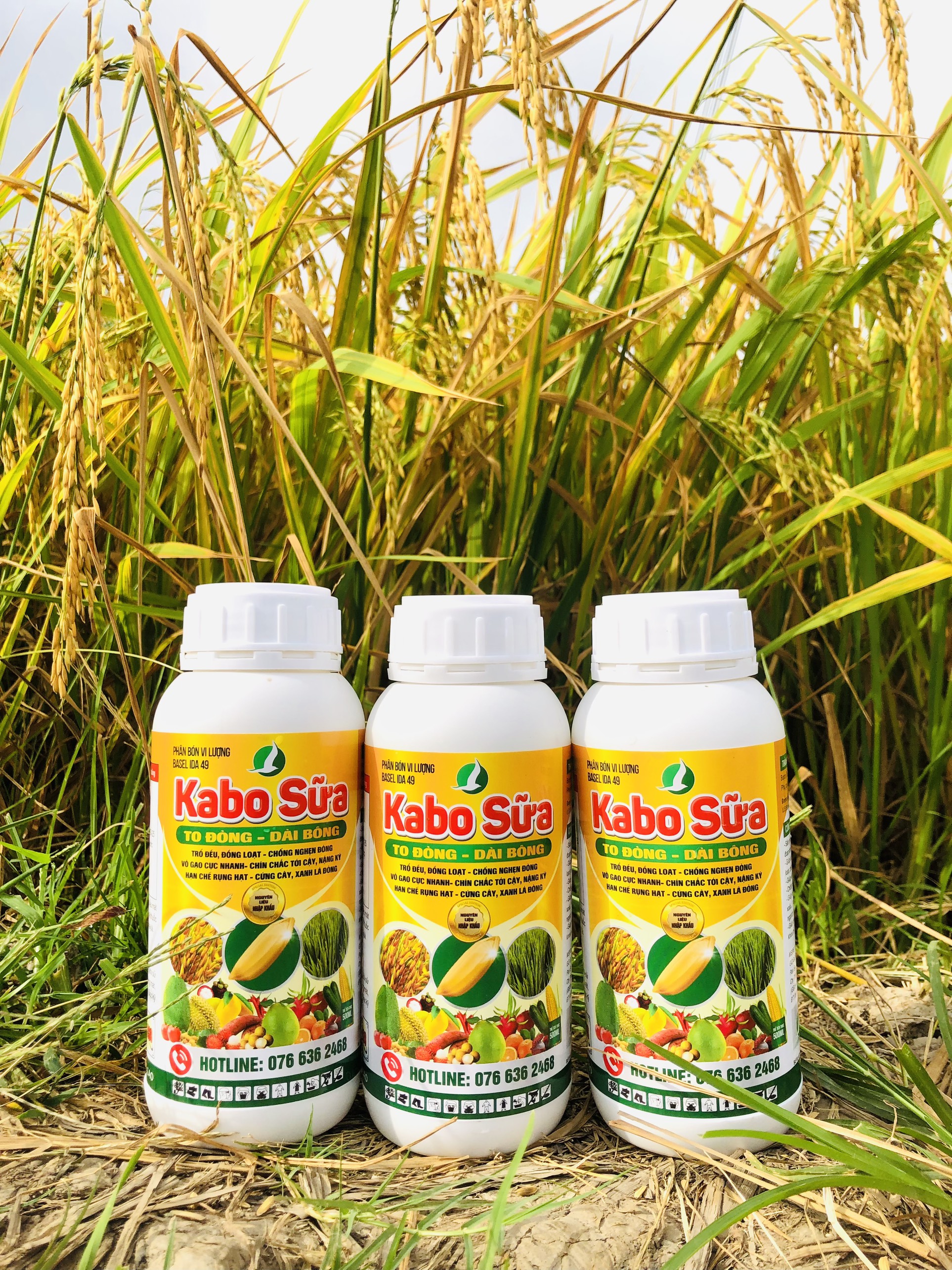 KABO SỮA - To đòng, dài bông: phun giai đoạn đón đòng.
