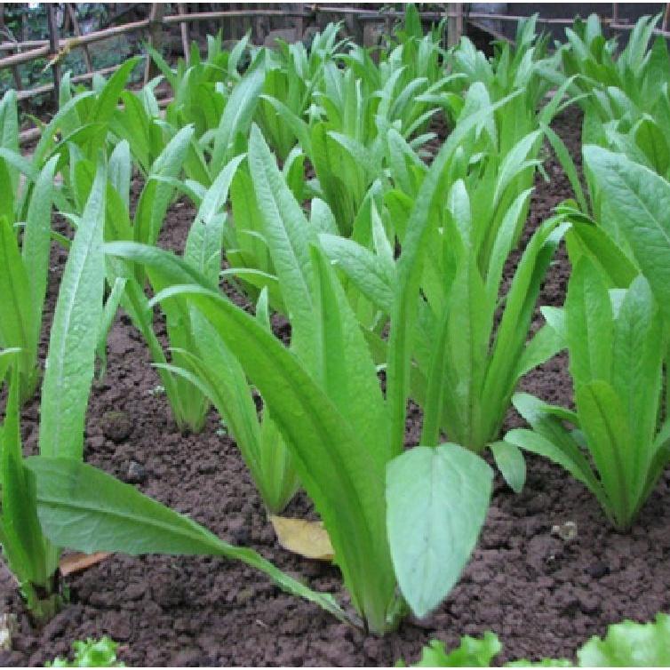Hạt giống rau diếp thơm - Gói 3gram