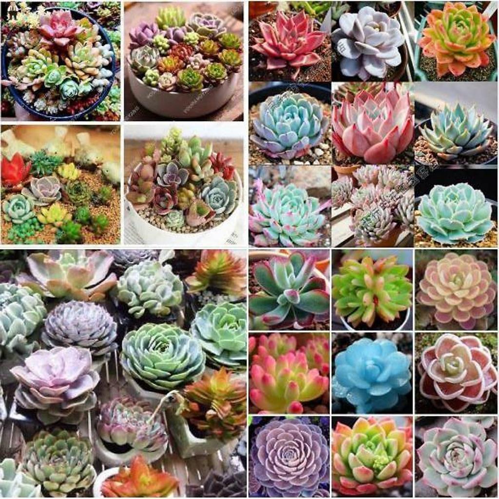 Hạt Giống Cây Sen Đá Nhiều Màu -