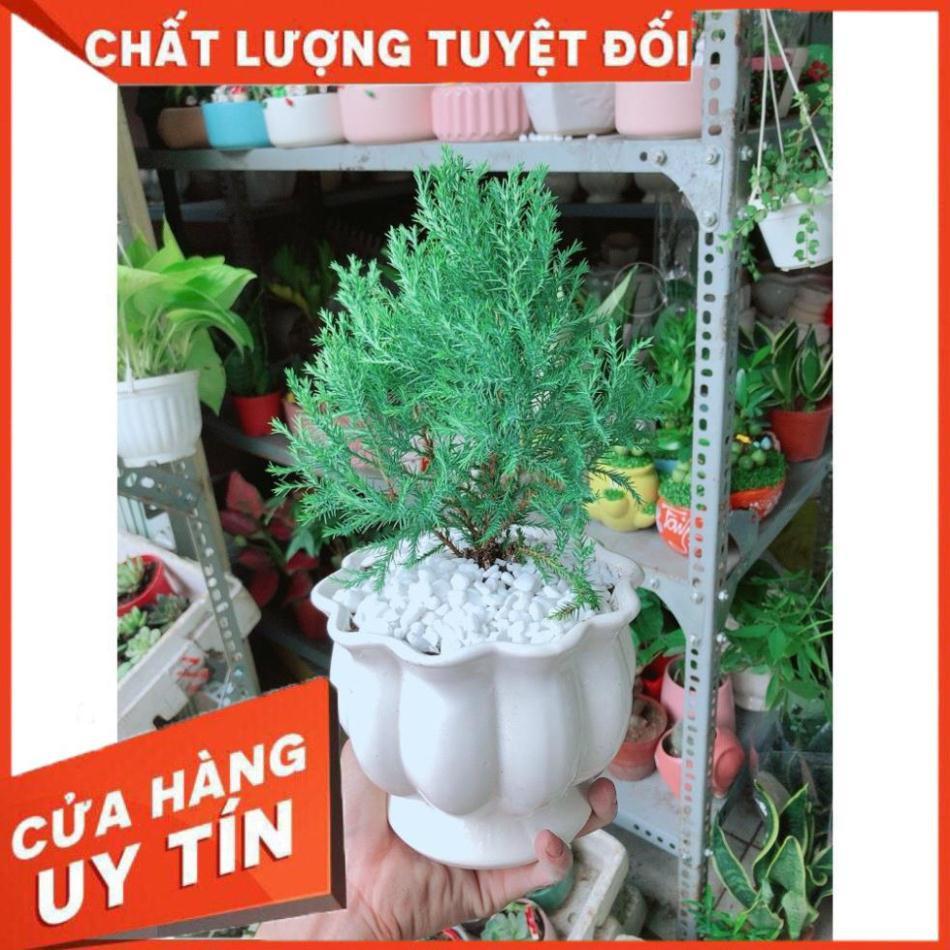 Cây Tùng Bồng Lai Chậu Sứ