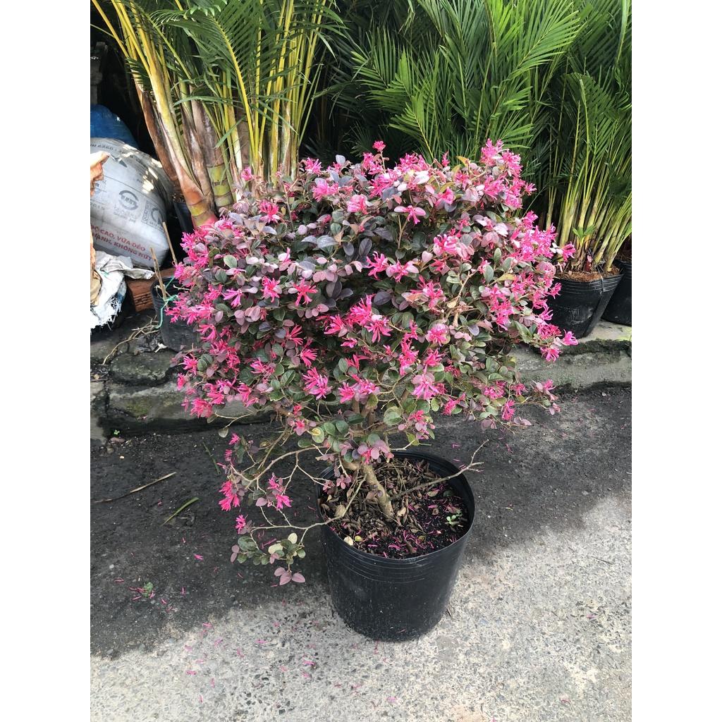 Cây hồng phụng tán tròn